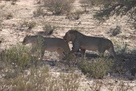 Kalahari Safaris